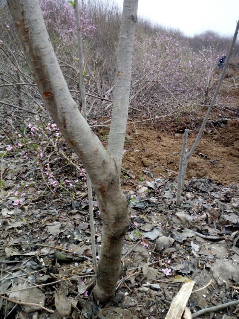 毛桃树6~8cm1.5~2米