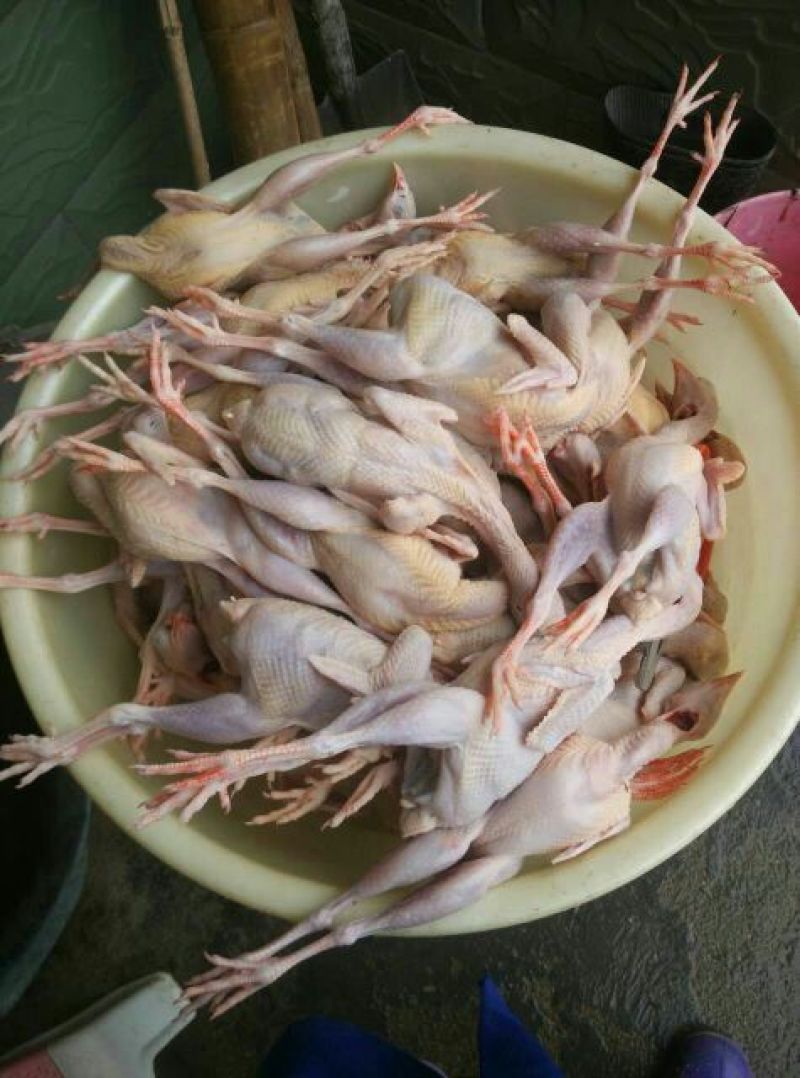 鹧鸪成年白条鹧鸪白条现杀现卖