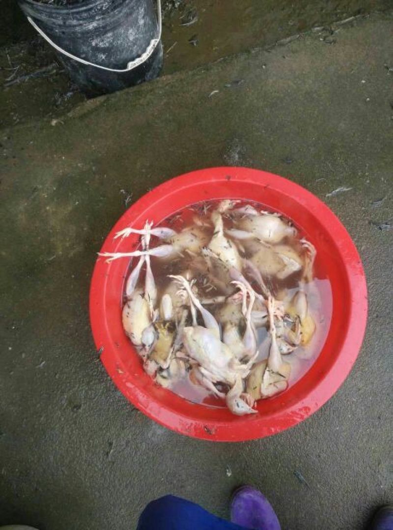 鹧鸪成年白条鹧鸪白条现杀现卖