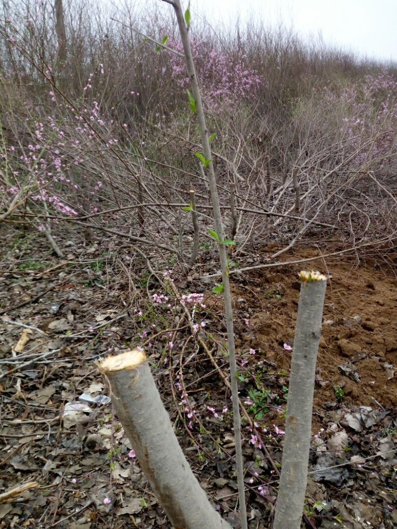 毛桃树6~8cm1.5~2米