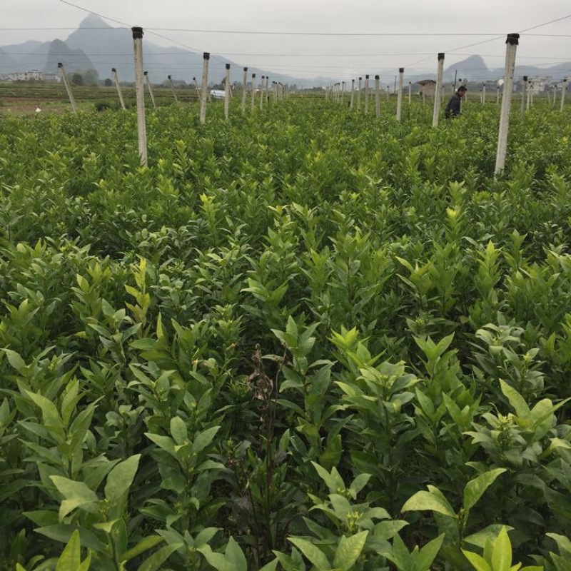 椪柑苗，质量保证，价格优惠