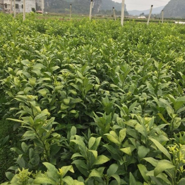 椪柑苗，质量保证，价格优惠