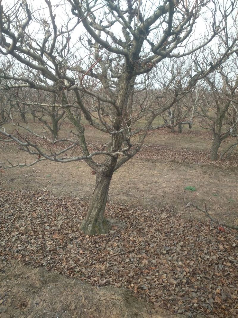 山楂树18~20cm3.5~4米