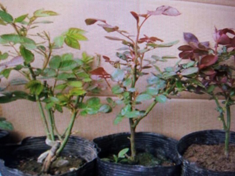 红帽子月季苗40~50cm