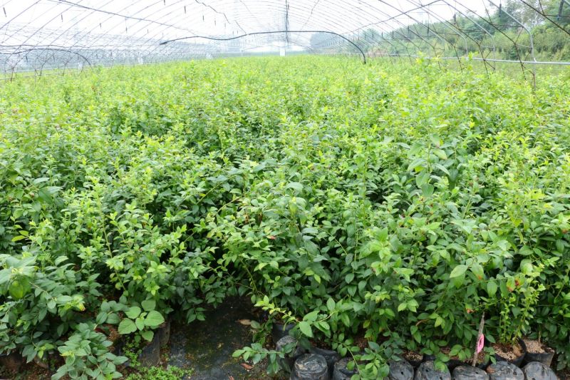 蓝莓苗10~20cm1~2年