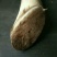 早竹春笋25~30cm