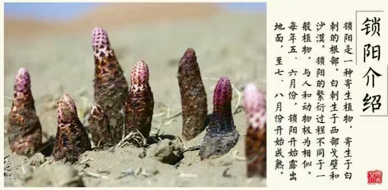 锁阳选货侏儒锁阳长条锁阳药厂货锁阳