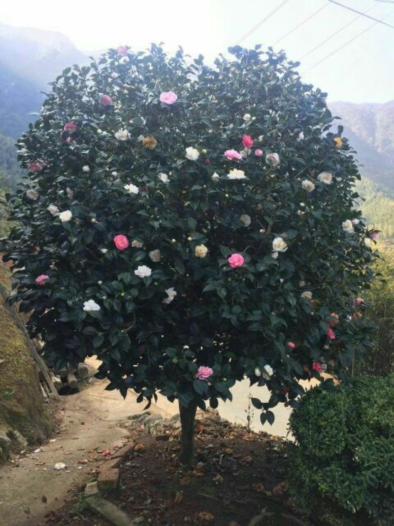 红千层2~4cm100~120cm