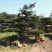 红千层2~4cm100~120cm