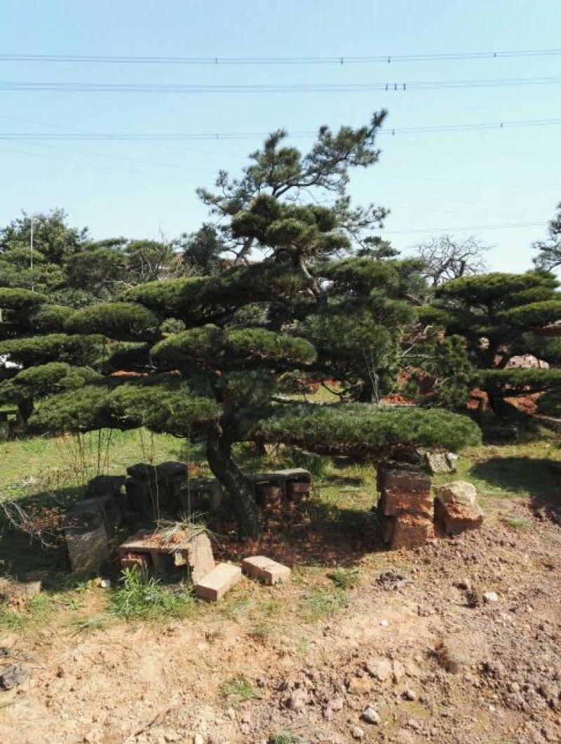 红千层2~4cm100~120cm
