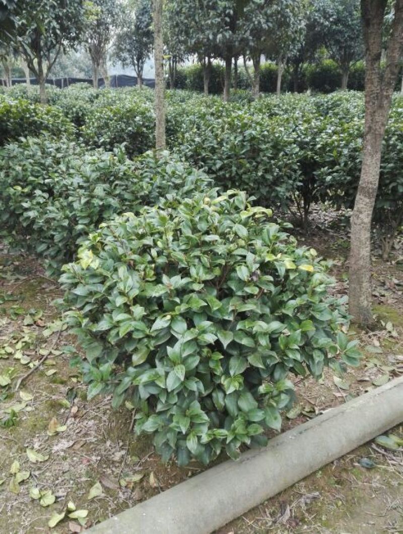 红千层2~4cm100~120cm