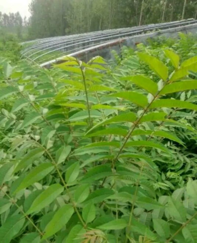 香椿苗大棚20~30cm