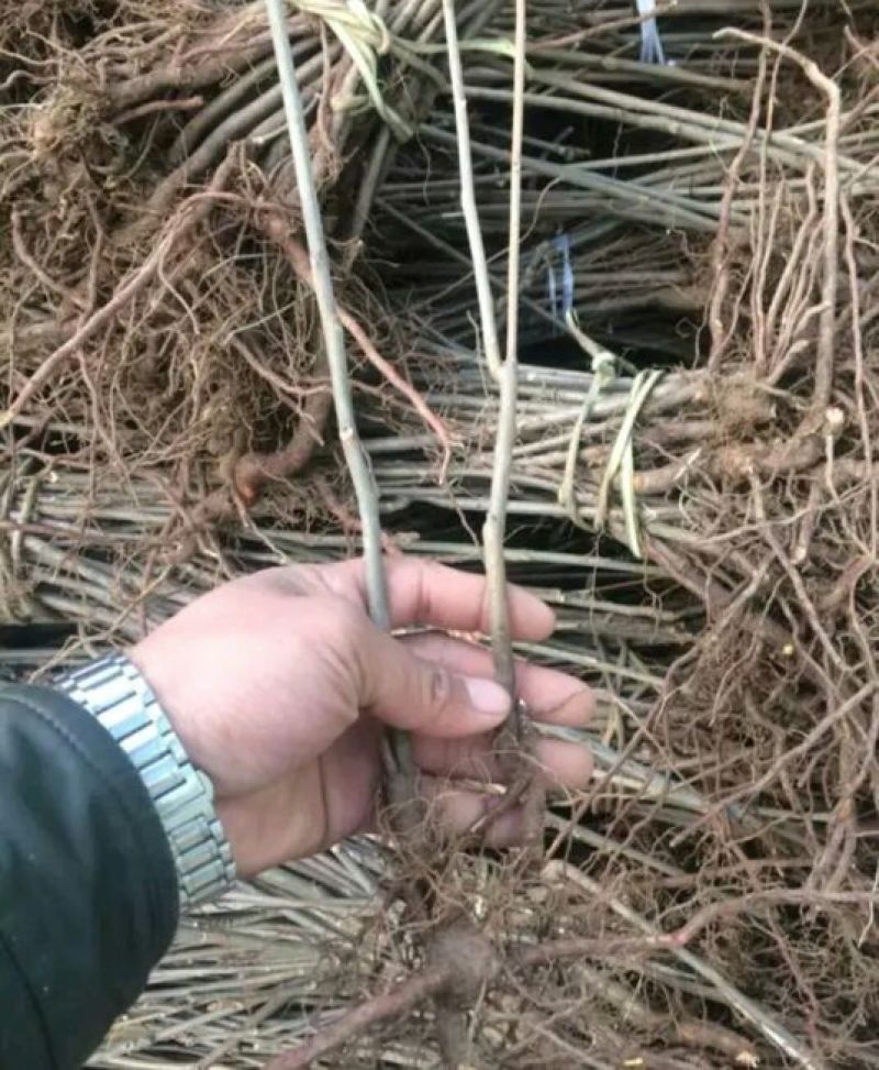 香椿苗大棚20~30cm
