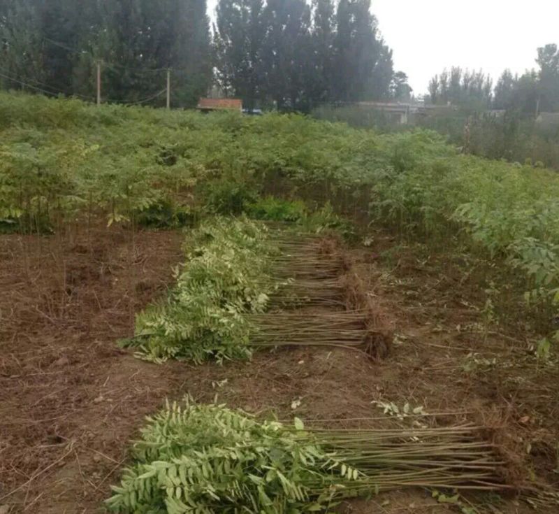 红油香椿苗大棚40~50cm