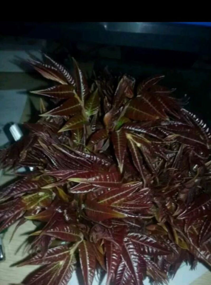 红油香椿苗大棚40~50cm