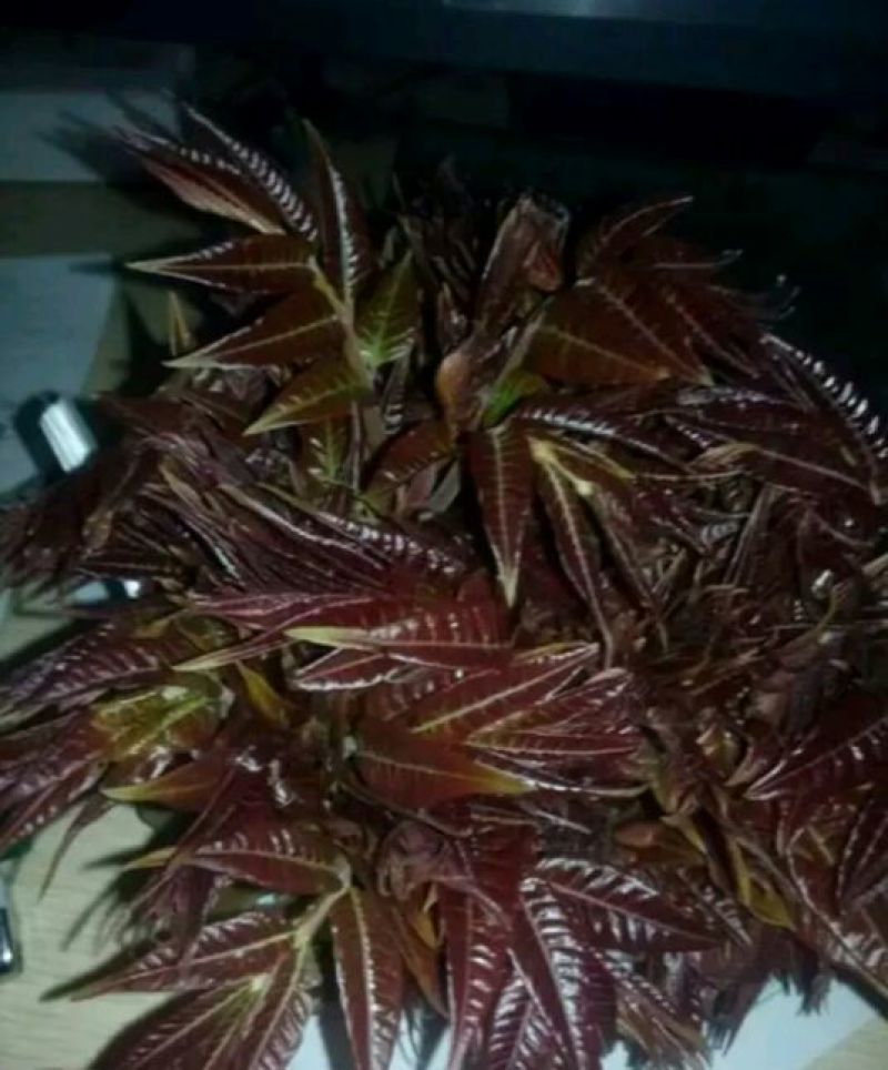 红油香椿苗大棚40~50cm