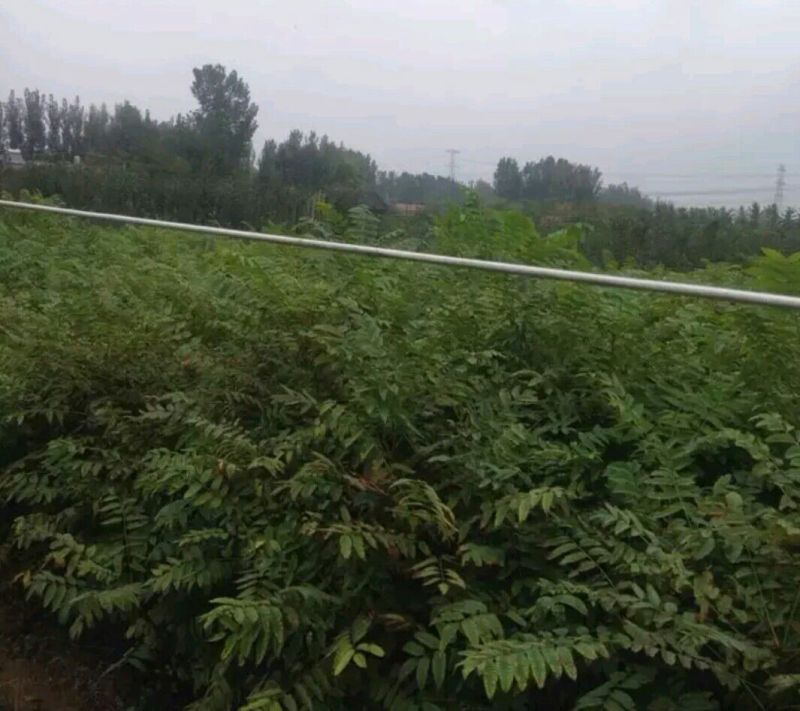 红油香椿苗大棚40~50cm