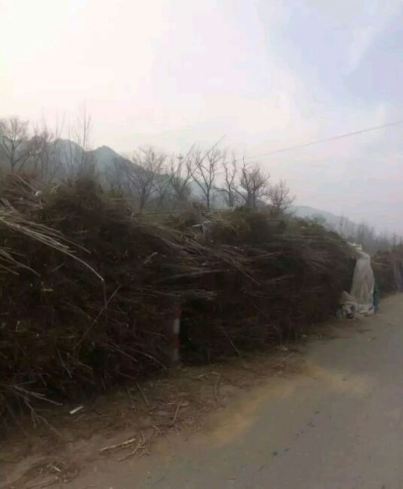 红油香椿苗大棚40~50cm