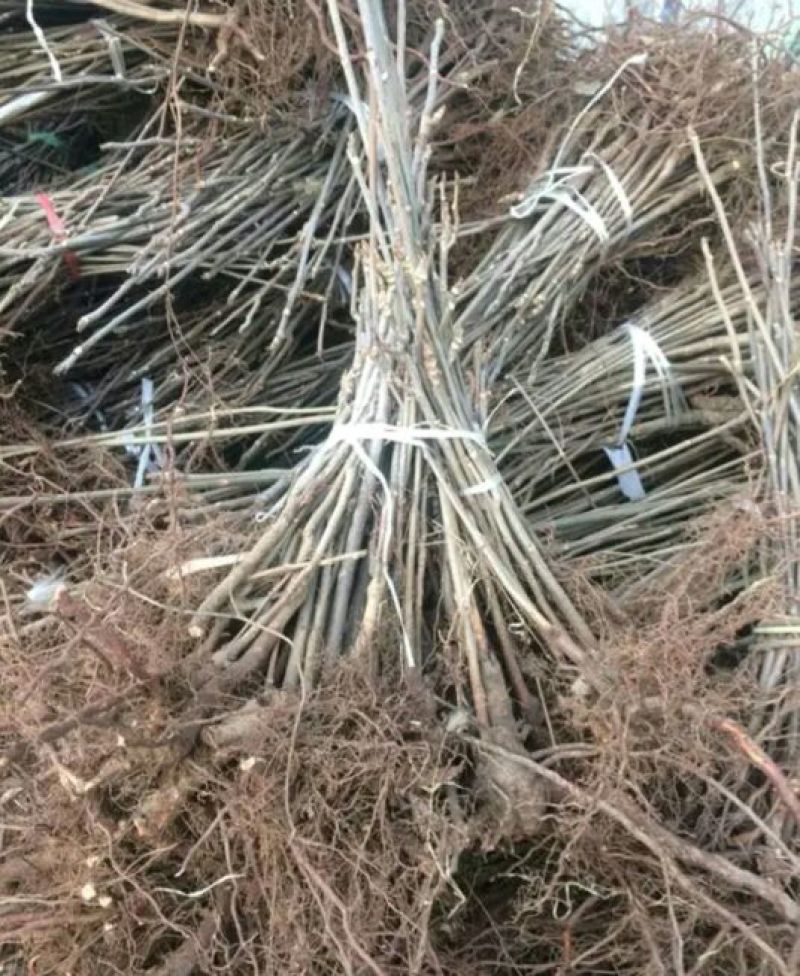 红油香椿苗大棚40~50cm