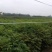 红油香椿苗大棚40~50cm