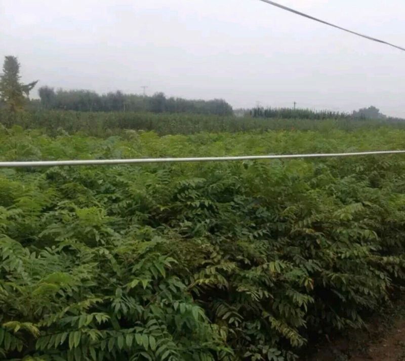 红油香椿苗大棚40~50cm