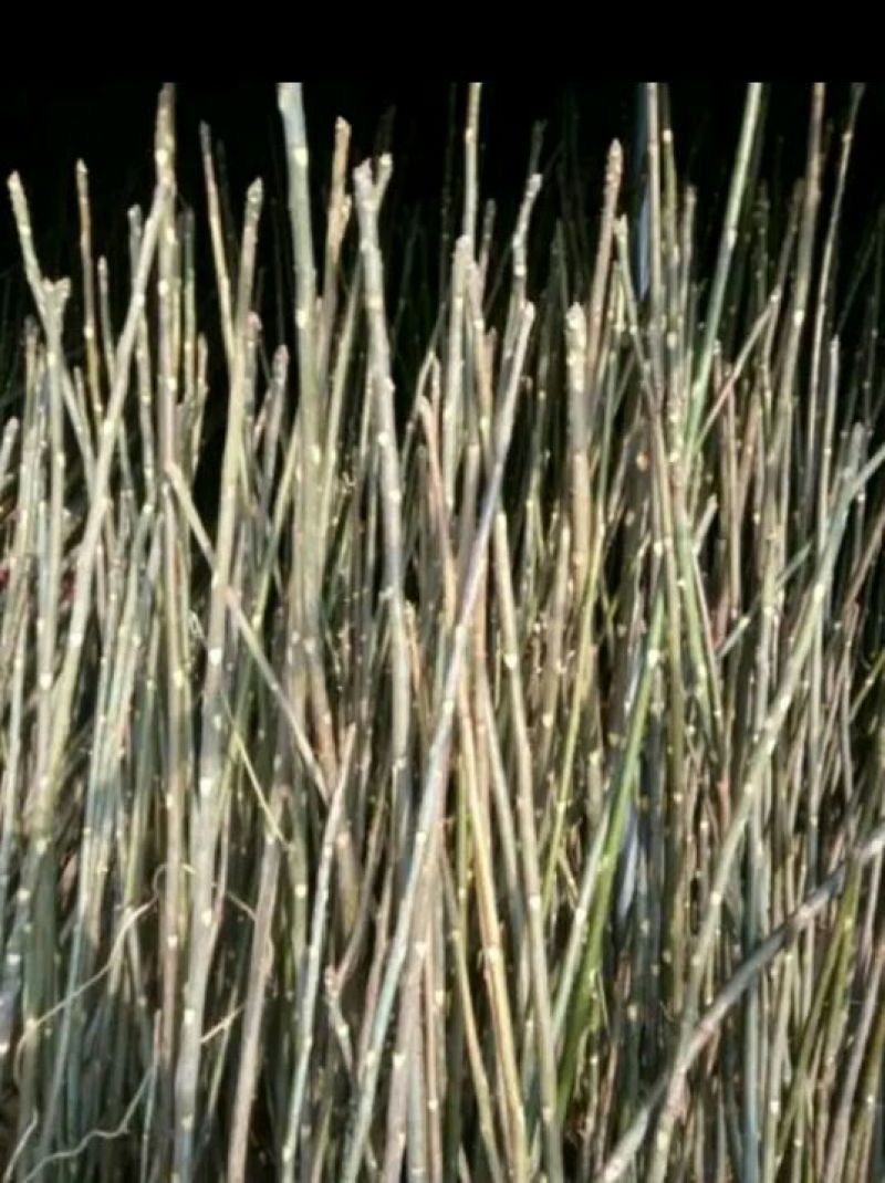 红油香椿苗大棚40~50cm