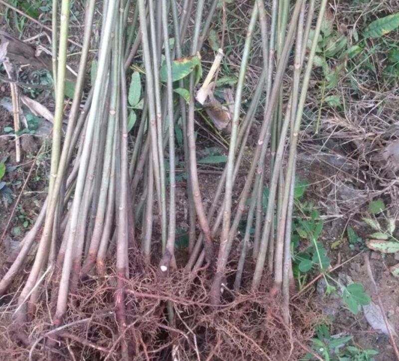 红油香椿苗大棚40~50cm