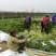 【腌芥菜】雪里红雪菜泡酱腌菜第三方检测合格