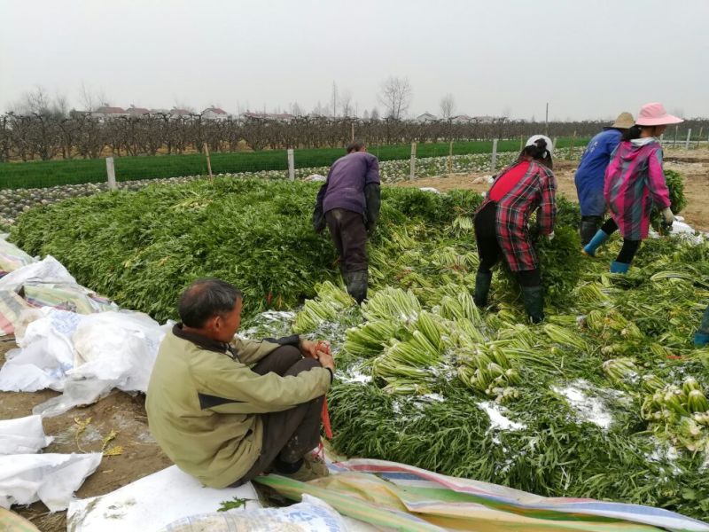 【腌芥菜】雪里红雪菜泡酱腌菜第三方检测合格