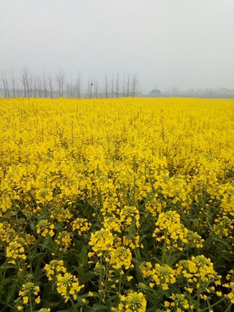 油菜籽2