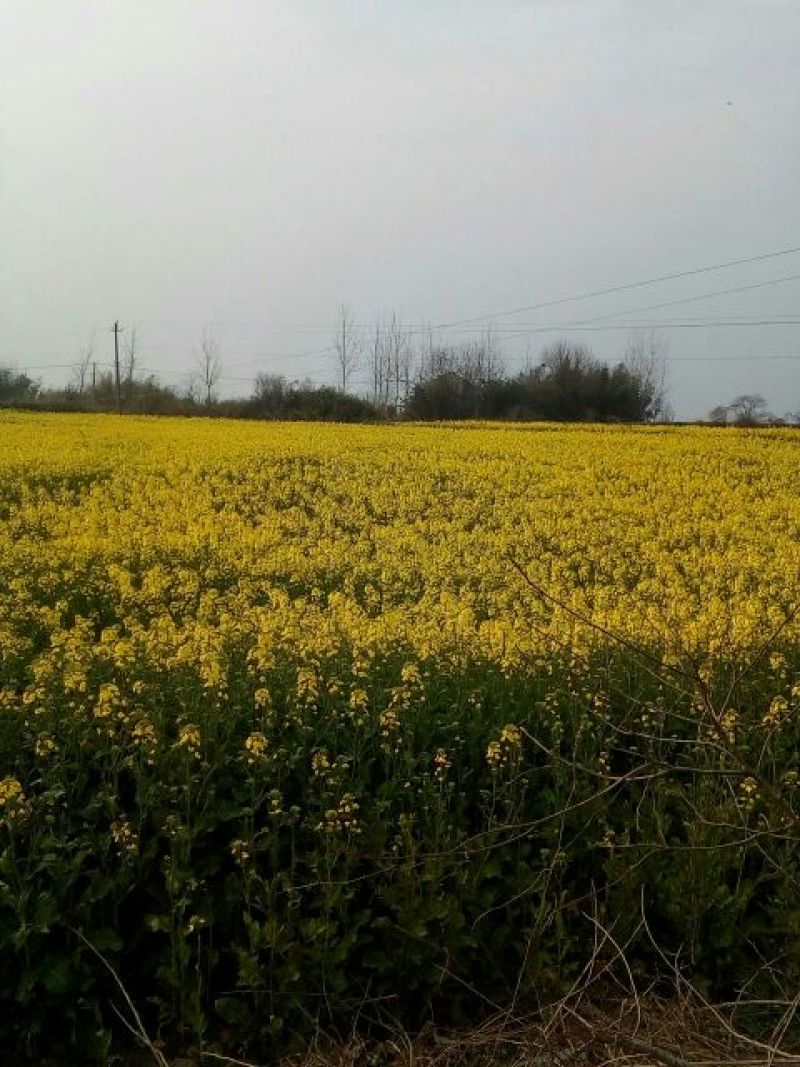 油菜籽2
