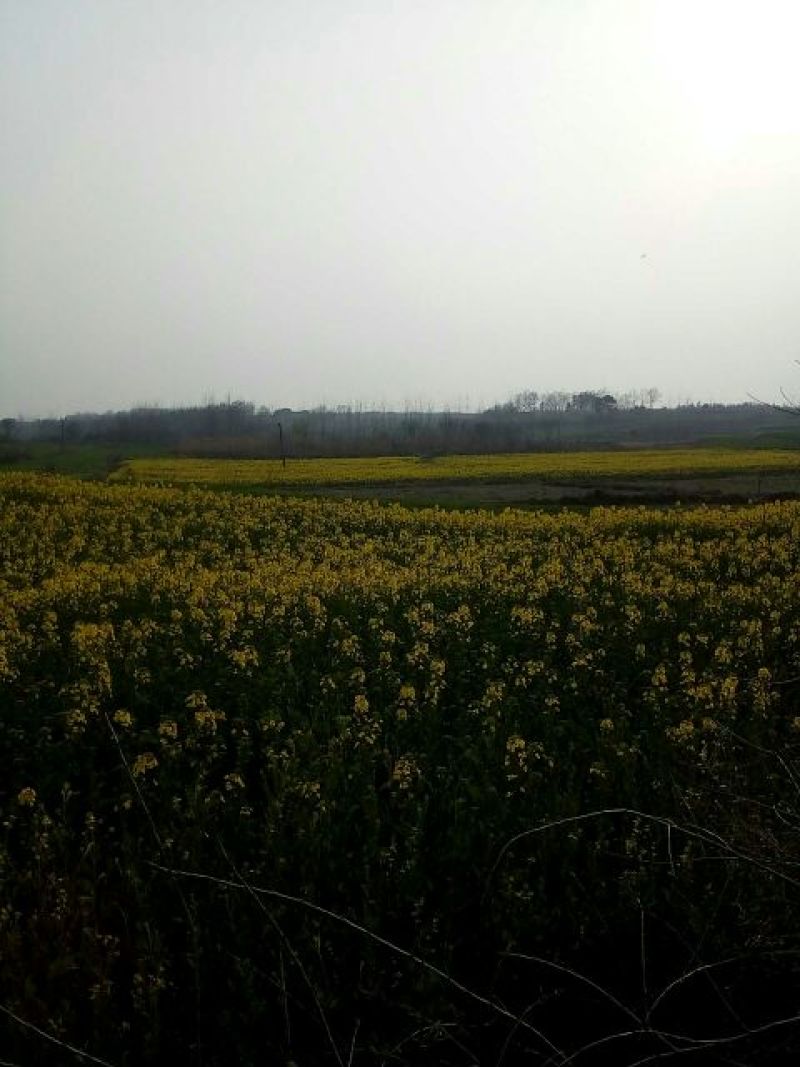 油菜籽2