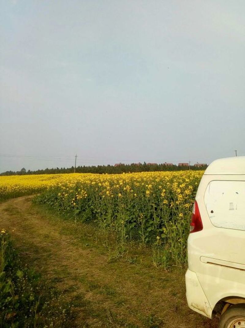 油菜籽2