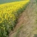 油菜籽2