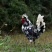 贵妃鸡苗500克以上脱温苗通货