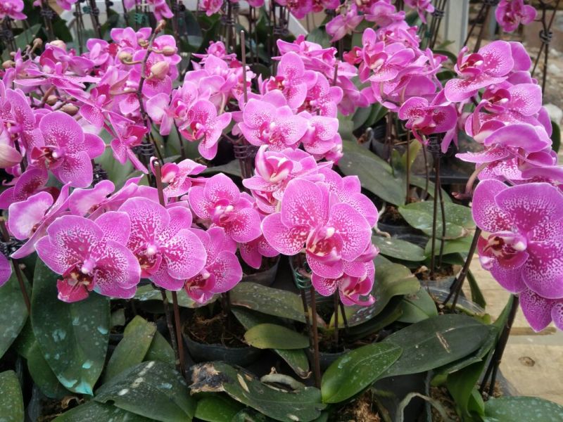 蝴蝶兰盆花基地直供品种多样颜色齐全价格合理