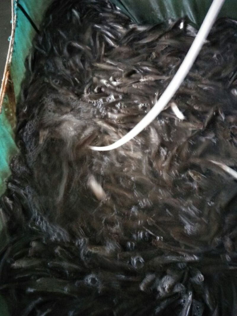 【产地发货】银鳕鱼苗，大鳞鲃鱼苗免费提供技术