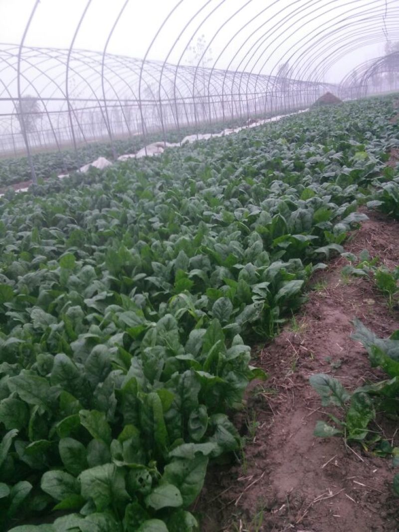 大叶菠菜30~35厘米