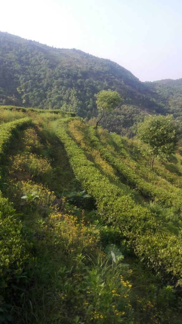 茶叶河南信阳市商城县_批发_供应-一亩田农业