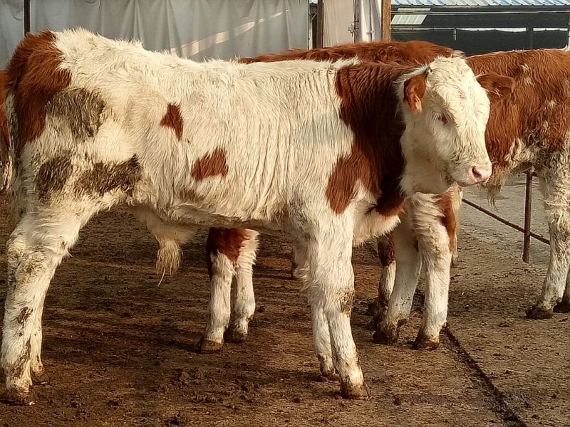 西门塔尔牛犊200~300kg