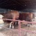 西门塔尔牛犊200~300kg