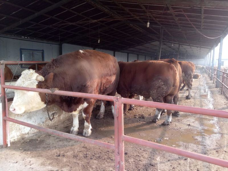 西门塔尔牛犊200~300kg
