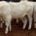 鲁西黄牛犊200~300kg