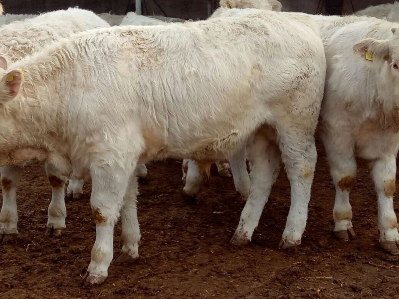 鲁西黄牛犊200~300kg