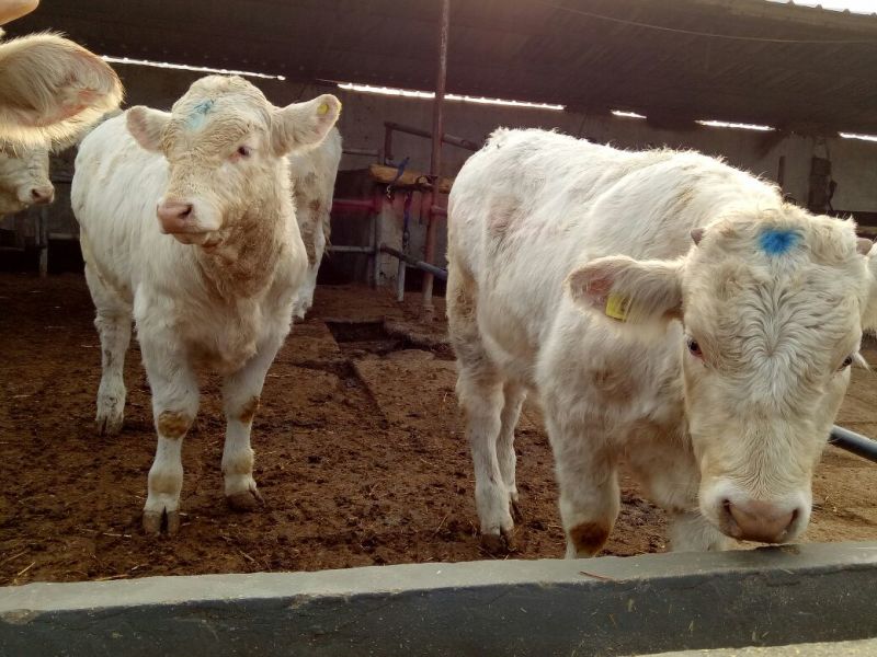 鲁西黄牛犊200~300kg