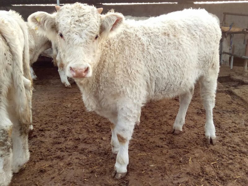 鲁西黄牛犊200~300kg