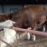 鲁西黄牛犊200~300kg