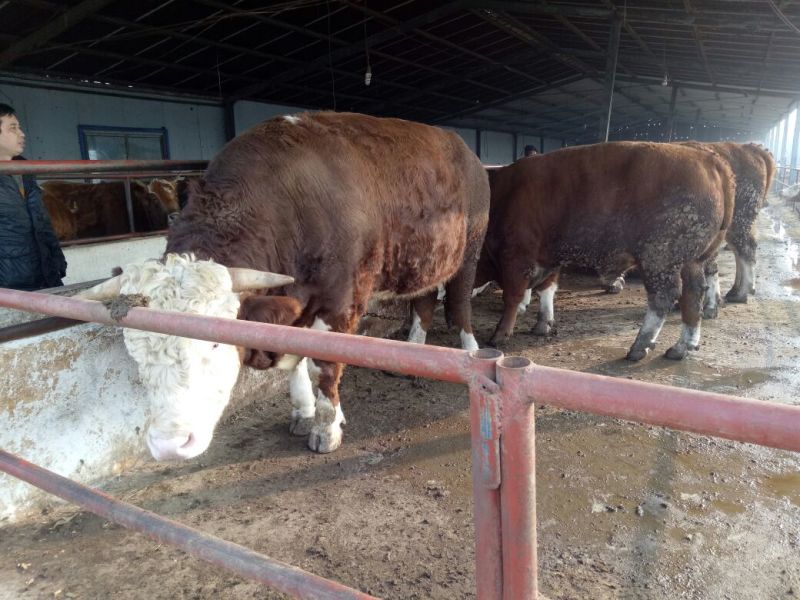 鲁西黄牛犊200~300kg