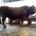 鲁西黄牛犊200~300kg