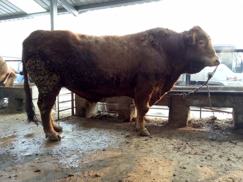 鲁西黄牛犊200~300kg